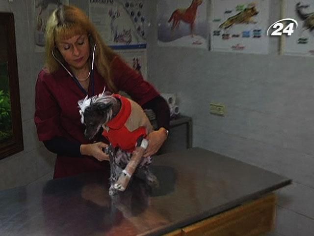 "Чотирилапих друзів" в Україні відтепер захищатиме Євроконвенція "Чотирилапих друзів" в Україні відтепер захищатиме Євроконвенція