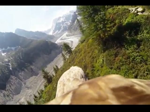Відео дня: Ролик знятий з спини орла дозволяє відчути неймовірний ефект польоту