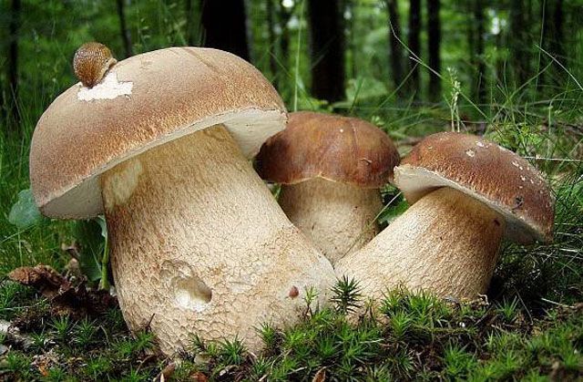 Троє дітей на Львівщині отруїлося грибами