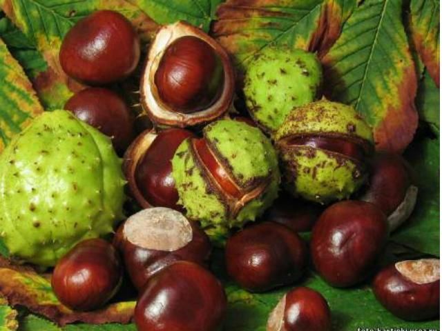 Британцам разрешили платить за парковку каштанами Британцам разрешили платить за парковку каштанами