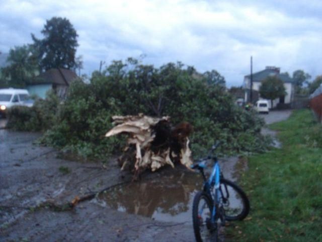 На Львівщині ураган розкидав дерева і травмував людей (Фото)