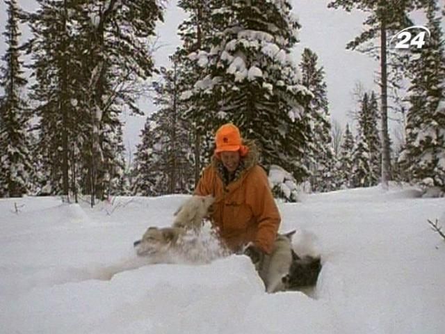 Зимнее сафари с хаски в упряжке Зимнее сафари с хаски в упряжке