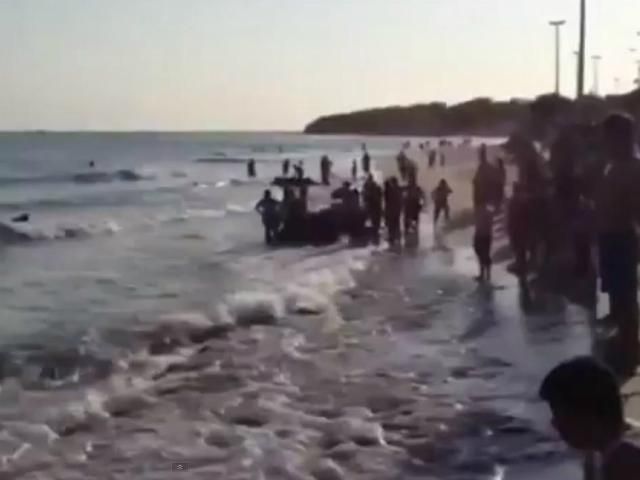 У Бразилії понад 30 косаток викинулися на берег (Відео)