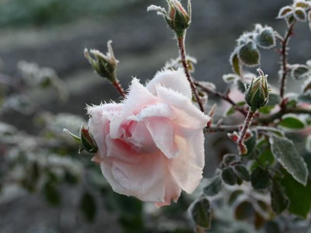 С четверга в Украине - штормовое предупреждение, синоптики обещают заморозки С четверга в Украине - штормовое предупреждение, синоптики обещают заморозки