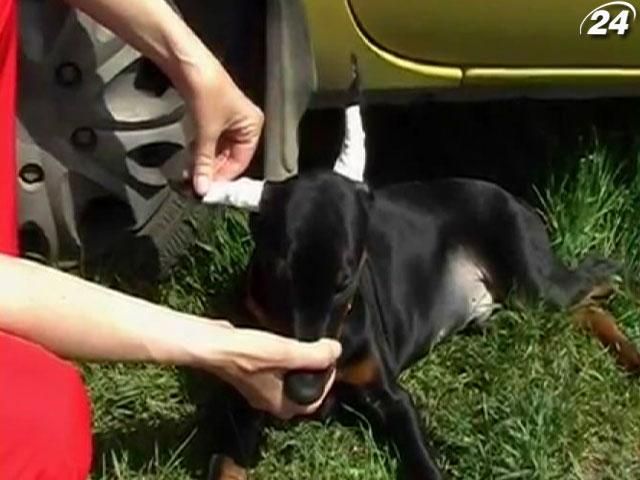 Чи врятує Європа тварин в Україні? Чи врятує Європа тварин в Україні?