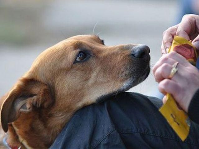 В Україні абсолютно відкритий рух догхантерів, — Ар'єв