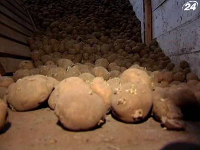 У подорожчанні картоплі Присяжнюк звинуватив спекулянтів У подорожчанні картоплі Присяжнюк звинуватив спекулянтів