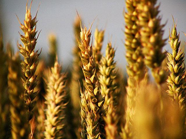 Украина, Россия и Казахстан создают зерновой пул