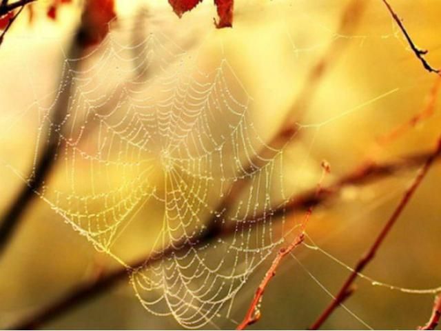 Бабье лето продлится четыре дня Бабье лето продлится четыре дня