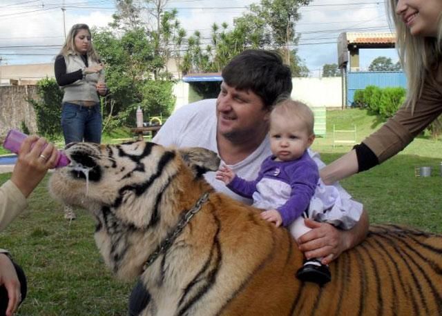Бразилієць завів вдома 7... тигрів Бразилієць завів вдома 7... тигрів