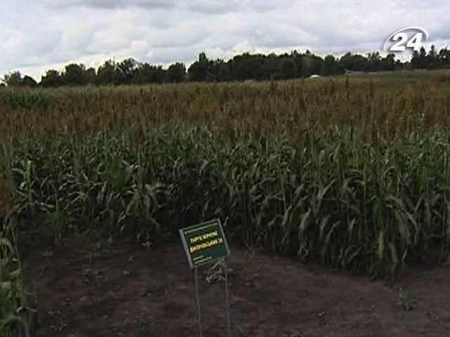 Из-за дождей будет потеряно 10% подсолнечника и кукурузы Из-за дождей будет потеряно 10% подсолнечника и кукурузы