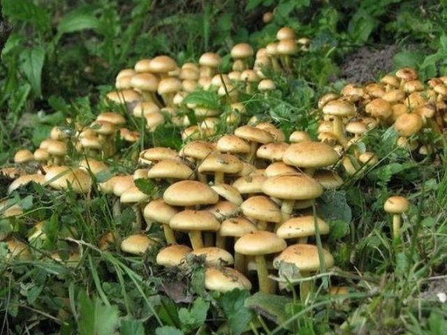 На Херсонщині 5 людей потрапили у реанімацію через отруєння грибами