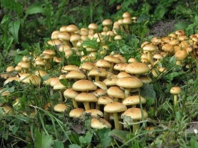 На Херсонщині 5 людей потрапили у реанімацію через отруєння грибами На Херсонщині 5 людей потрапили у реанімацію через отруєння грибами