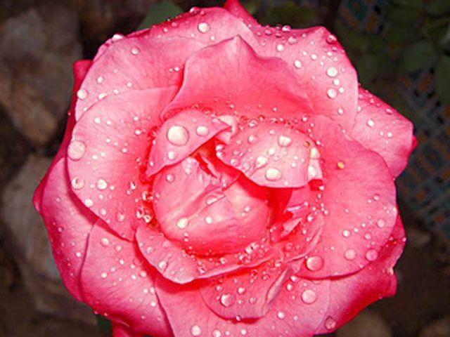 У Голландії троянду назвуть на честь Донецька 