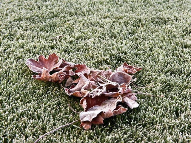 На выходных в Украине ожидают заморозки от 0 до -4 градусов На выходных в Украине ожидают заморозки от 0 до -4 градусов