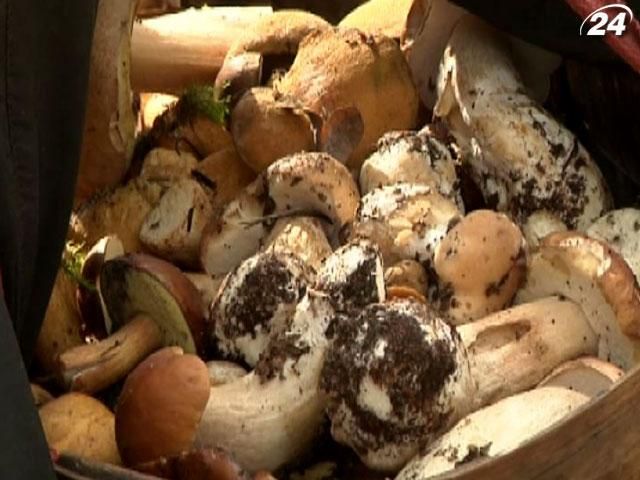 На Волыни в разгаре грибной сезон На Волыни в разгаре грибной сезон