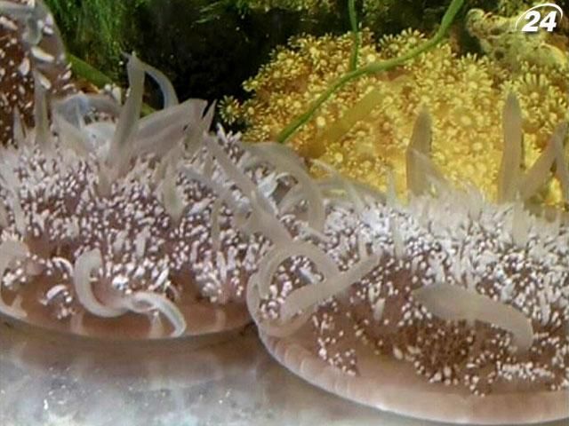 У Тайвані відбулася виставка рідкісних риб та дизайнерських акваріумів У Тайвані відбулася виставка рідкісних риб та дизайнерських акваріумів