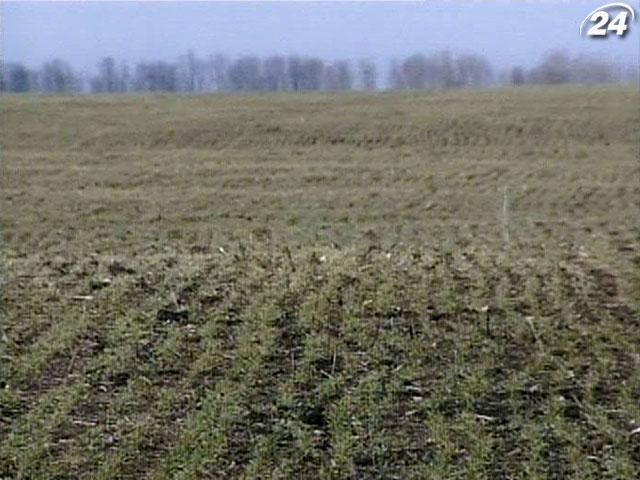 Через негоду в Україні озимими засіють 30% від запланованих площ