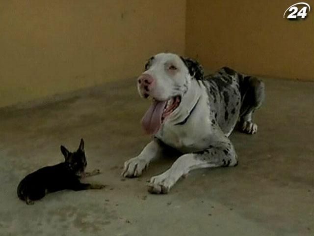 Експерти визначили найменшу та найкоротшу собаку на планеті Експерти визначили найменшу та найкоротшу собаку на планеті