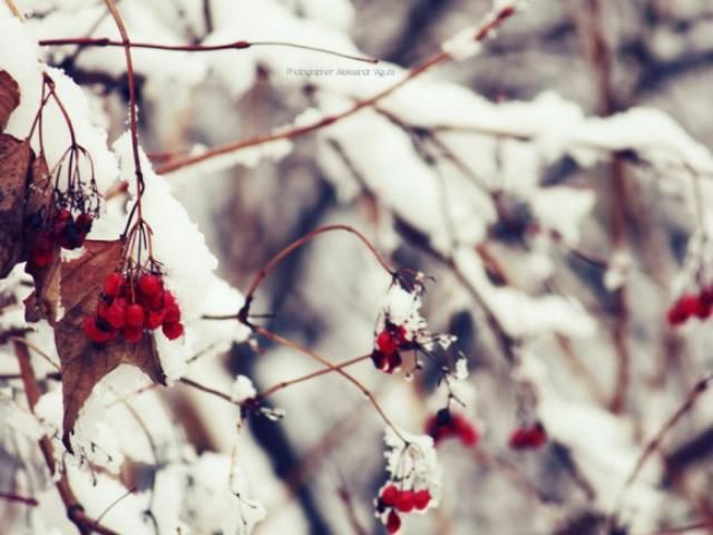 Сегодня в Украине предполагается снег Сегодня в Украине предполагается снег