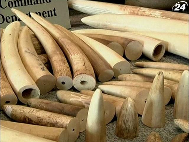 В Гонконге конфисковали партию слоновой кости на 1,5 миллиона долларов