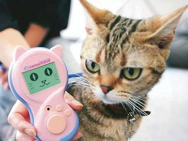 Владельцам кошек предлагают приобрести переводчик с кошачьего языка на человеческий Владельцам кошек предлагают приобрести переводчик с кошачьего языка на человеческий