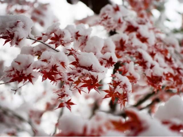 Харьков накрыло первым снегом (Видео) Харьков накрыло первым снегом (Видео)