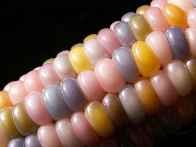 Фермеры научились выращивать цветную кукурузу Фермеры научились выращивать цветную кукурузу