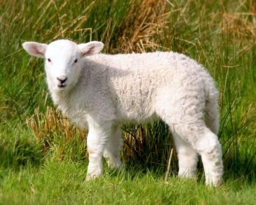 Фото дня: на протест в Испании вышли овцы Фото дня: на протест в Испании вышли овцы