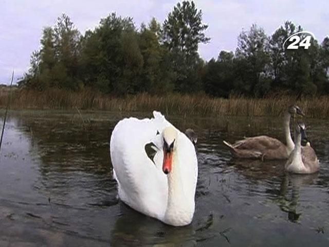 На Буковине сотни лебедей могут не пережить зиму На Буковине сотни лебедей могут не пережить зиму