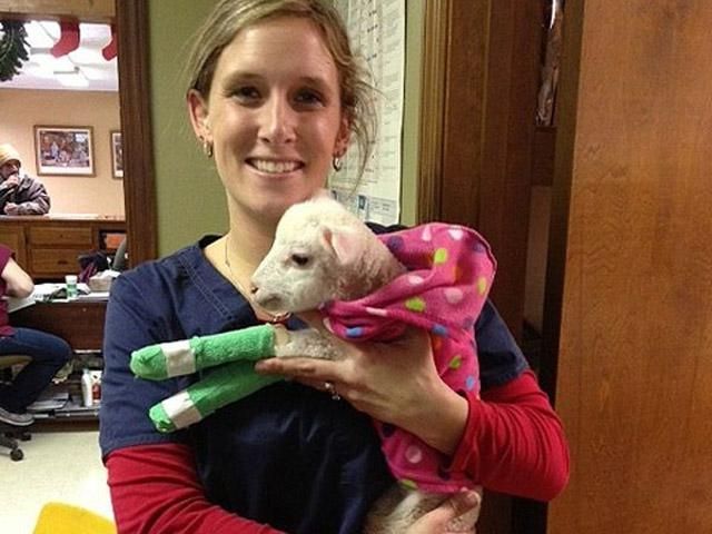 Фотограф собрал фотографии из жизни милой овечки Мейзи Фотограф собрал фотографии из жизни милой овечки Мейзи