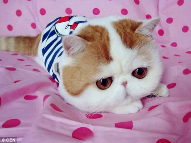 Кот стал звездой социальных сетей (Фото) Кот стал звездой социальных сетей (Фото)