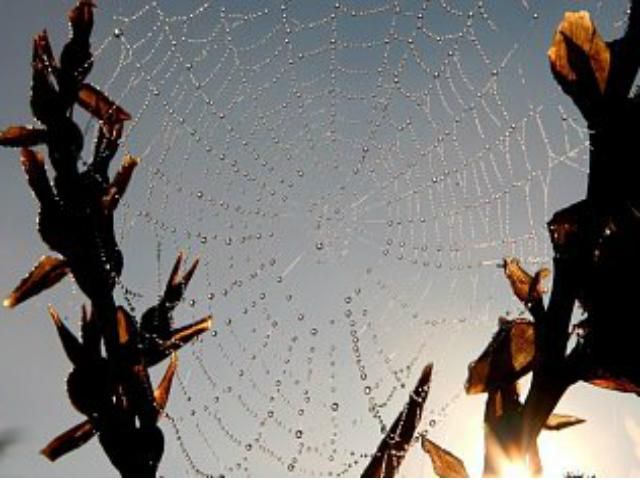 Завтра в Україні триватиме бабине літо Завтра в Україні триватиме бабине літо