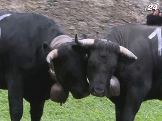 Швейцарці захопилися коров'ячими боями Швейцарці захопилися коров'ячими боями