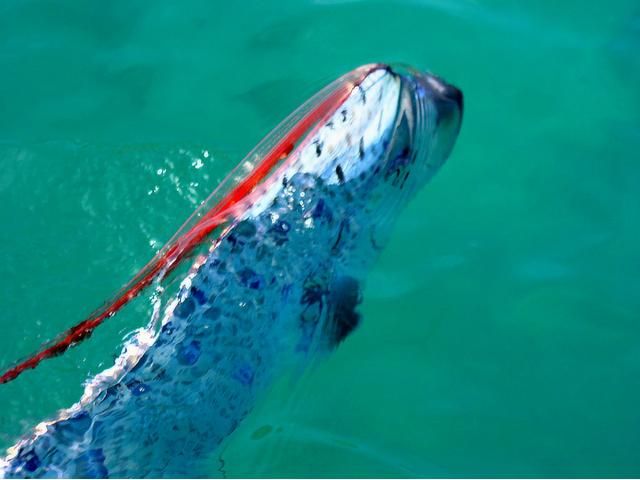 Фото дня: В Калифорнии нашли морское чудовище длиной 5,5 метров Фото дня: В Калифорнии нашли морское чудовище длиной 5,5 метров