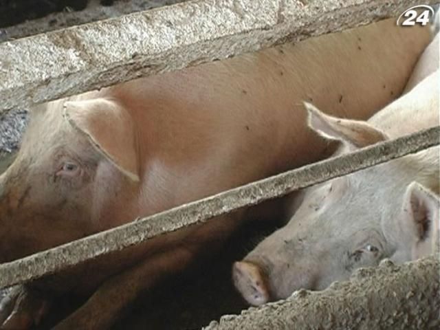 Американцы планируют стать крупнейшим производителем свинины в Украине