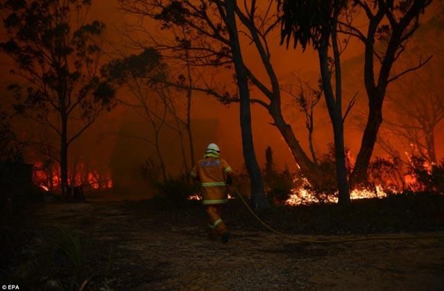Австралия страдает от лесных пожаров
