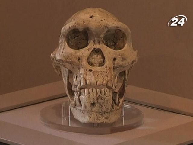 В Грузии нашли череп возрастом 1,8 миллиона лет