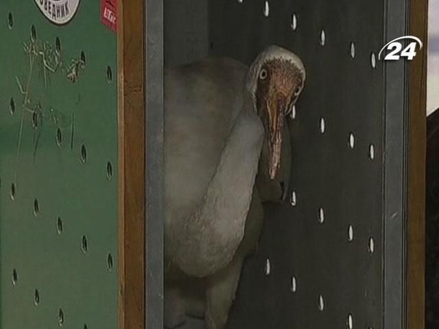 У Москву доставили журавля Путіна У Москву доставили журавля Путіна