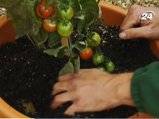 Windows 8.1, кущ TomTato та планшетофон HTC One Max Windows 8.1, кущ TomTato та планшетофон HTC One Max