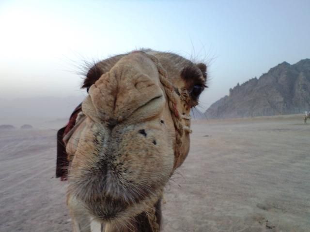 На околиці Харкова розгулював безпритульний верблюд На околиці Харкова розгулював безпритульний верблюд