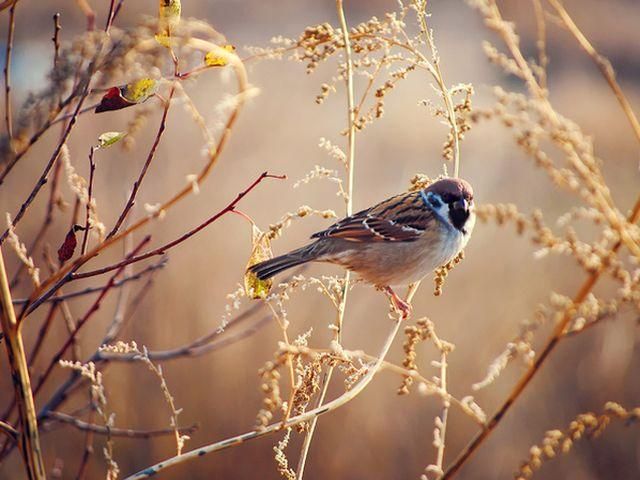 Завтра в Україні пануватиме суха повітряна маса Завтра в Україні пануватиме суха повітряна маса