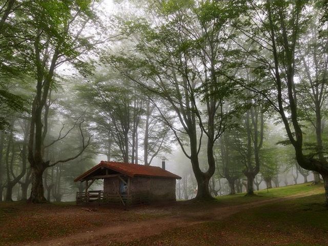 Загадочные домики в лесу (Фото)