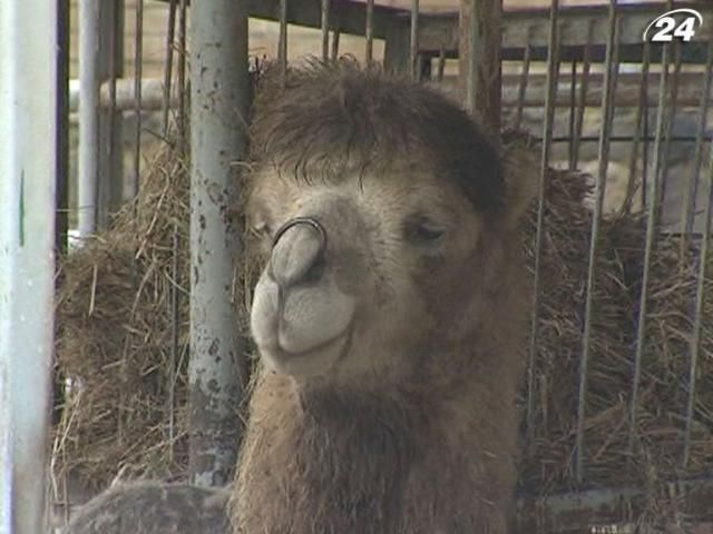 За верблюда, якого знайшли при смерті в Харкові, тепер судитимуться За верблюда, якого знайшли при смерті в Харкові, тепер судитимуться