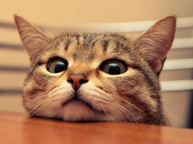 Фотограф показав світ очима котів (Фото) Фотограф показав світ очима котів (Фото)