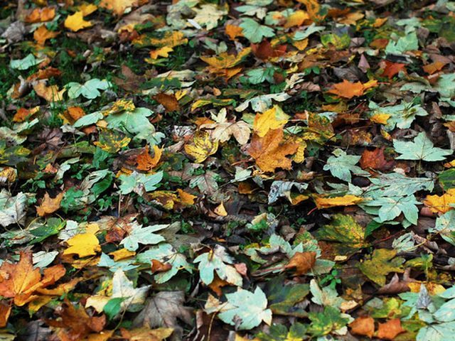 Завтра в Україні переважатиме волога повітряна маса Завтра в Україні переважатиме волога повітряна маса