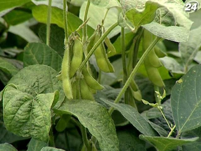 Генномодифіковану продукцію в Україні хочуть узаконити Генномодифіковану продукцію в Україні хочуть узаконити