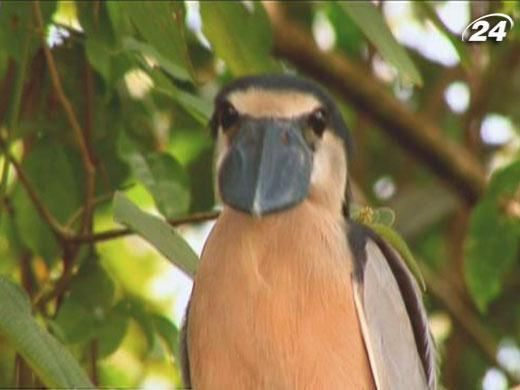 Рай на берегах Коста-Рики и анархия на дорогах Кении Рай на берегах Коста-Рики и анархия на дорогах Кении