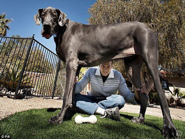 Умерла самая большая в мире собака (Фото)