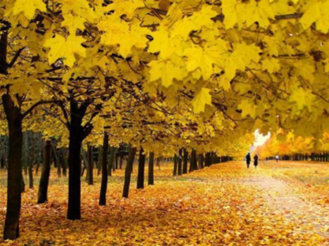 У Києві буде тепло до кінця жовтня У Києві буде тепло до кінця жовтня